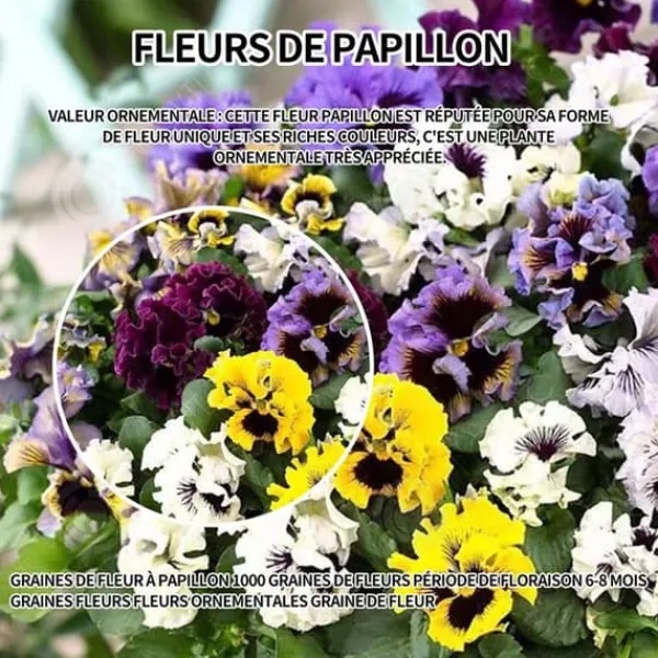 Sale INN Butterfly Flower Seeds 1000 Blomsterfrön Blomningstid 6-8 månader Blomfrön Prydnadsblommor Blomfrö Blommor