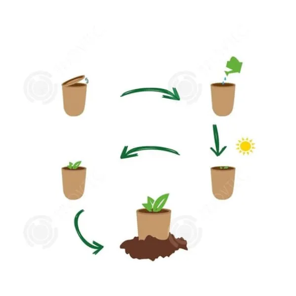 Discount INN Rosemary frön kreativa frö lådor mini krukväxter burk frön kontor boxed plantor prydnadsväxter sem Kit För Växt- & Örtplantering