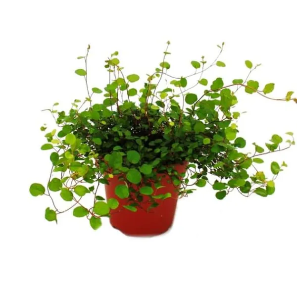 Discount Inomhusväxt - Mühlenbeckia complexa - kiwi knutgräs - 12 cm kruka Krukväxter Inomhus