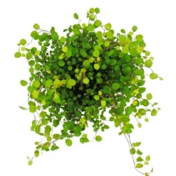 Discount Inomhusväxt - Mühlenbeckia complexa - kiwi knutgräs - 12 cm kruka Krukväxter Inomhus