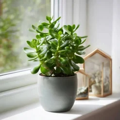 Jadeväxt - 2-pack - Crassula ovata - Höjd 15-25cm - ø12cm