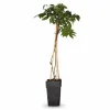 Online Japansk Blåregn 'Longissima Alba' - 2-pack, 65 cm kruka Trädgårdsväxter