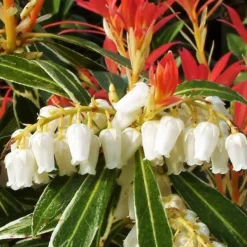 Japansk buskrosling - Set om 4 - Pieris 'Forest Flame' - Höjd 25-40cm - ⌀17cm