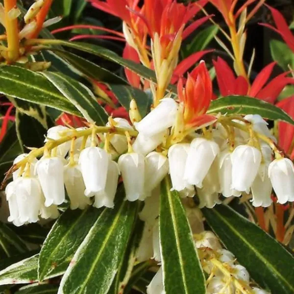 Japansk buskrosling - Set om 4 - Pieris 'Forest Flame' - Höjd 25-40cm - ⌀17cm
