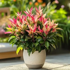 Japansk buskrosling - Set om 2 - Pieris 'Forest Flame' - Höjd 25-40cm - ⌀17cm