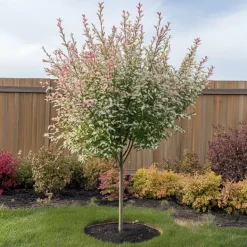 Japansk dvärgpil - Set om 4 - Salix integra 'Flamingo' - Höjd 60-80cm - ⌀17cm