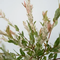 Japansk dvärgpil - Set om 4 - Salix integra 'Flamingo' - Höjd 60-80cm - ⌀17cm