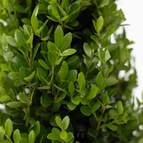 Best Japansk järnek - Ilex crenata 'Jenny' - Höjd 55-65cm - ⌀21cm Trädgårdsväxter
