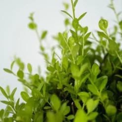 Best Japansk järnek - Ilex crenata 'Jenny' - Höjd 55-65cm - ⌀21cm Trädgårdsväxter