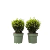Japansk järnek - Ilex crenata 'Jenny' - Höjd 30-40cm - ⌀17cm
