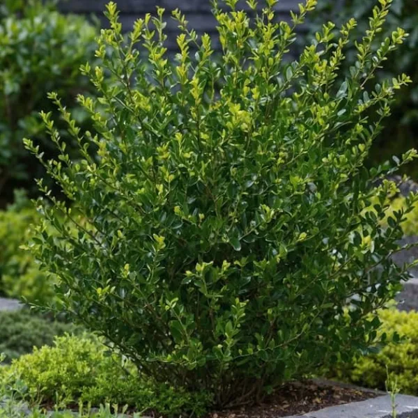 Japansk järnek - Set om 48 - Ilex crenata 'Jenny' - Höjd 10-20cm - ⌀9cm