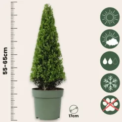 New Japansk järnek - Set om 2 - Ilex crenata 'Jenny' - Höjd 55-65cm - ⌀21cm Trädgårdsväxter