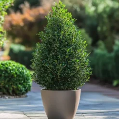 New Japansk järnek - Set om 2 - Ilex crenata 'Jenny' - Höjd 55-65cm - ⌀21cm Trädgårdsväxter