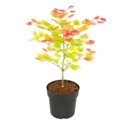 Japansk lönn - Acer palmatum 'Moonrise' - Höjd 40-50cm - ⌀19cm