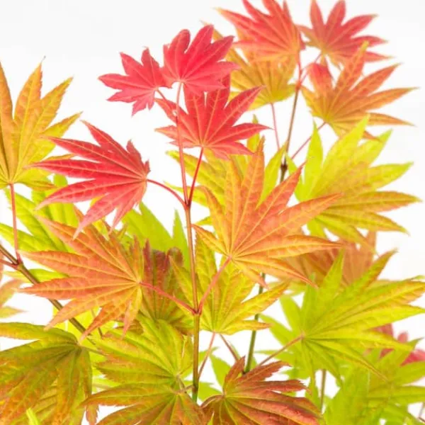 Japansk lönn - Acer palmatum 'Moonrise' - Höjd 40-50cm - ⌀19cm