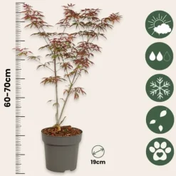 Japansk lönn - Acer palmatum 'Starfish' - Höjd 60-70cm - ⌀19cm
