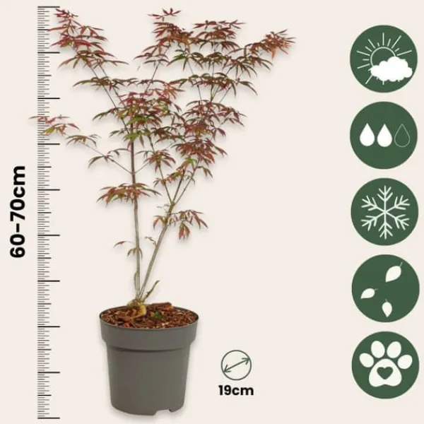 Japansk lönn - Acer palmatum 'Starfish' - Höjd 60-70cm - ⌀19cm