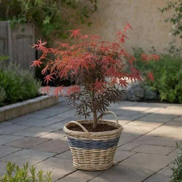Japansk lönn - Acer palmatum 'Starfish' - Höjd 60-70cm - ⌀19cm