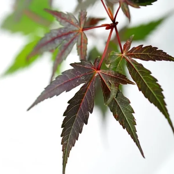 Japansk lönn - Acer palmatum 'Starfish' - Höjd 60-70cm - ⌀19cm