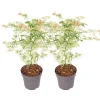 Clearance Japansk lönn - Set om 2 - Acer palmatum 'Ukigumo' - Höjd 50-60cm - ⌀19cm Träd