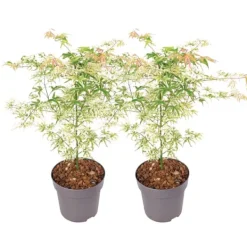 Clearance Japansk lönn - Set om 2 - Acer palmatum 'Ukigumo' - Höjd 50-60cm - ⌀19cm Träd