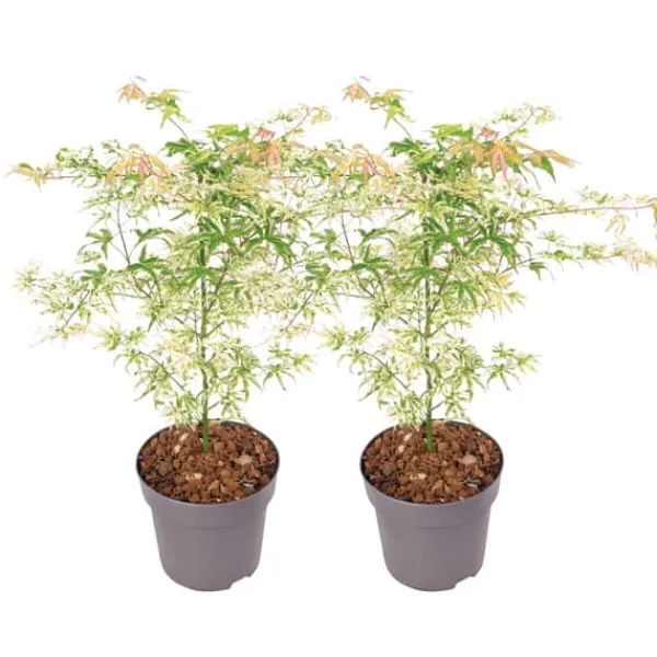 Clearance Japansk lönn - Set om 2 - Acer palmatum 'Ukigumo' - Höjd 50-60cm - ⌀19cm Träd
