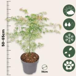 Clearance Japansk lönn - Set om 2 - Acer palmatum 'Ukigumo' - Höjd 50-60cm - ⌀19cm Träd