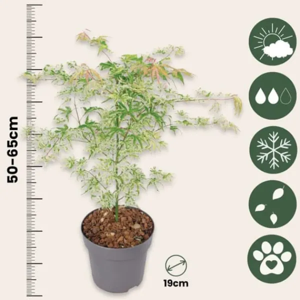 Clearance Japansk lönn - Set om 2 - Acer palmatum 'Ukigumo' - Höjd 50-60cm - ⌀19cm Träd