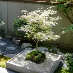 Clearance Japansk lönn - Set om 2 - Acer palmatum 'Ukigumo' - Höjd 50-60cm - ⌀19cm Träd
