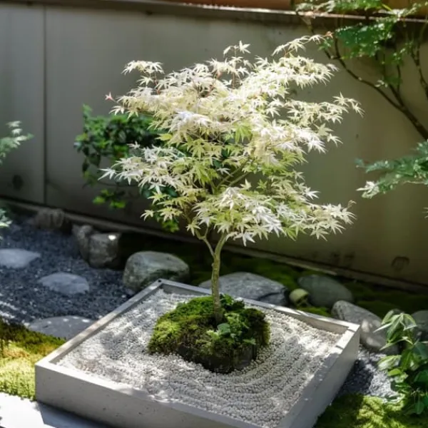 Clearance Japansk lönn - Set om 2 - Acer palmatum 'Ukigumo' - Höjd 50-60cm - ⌀19cm Träd