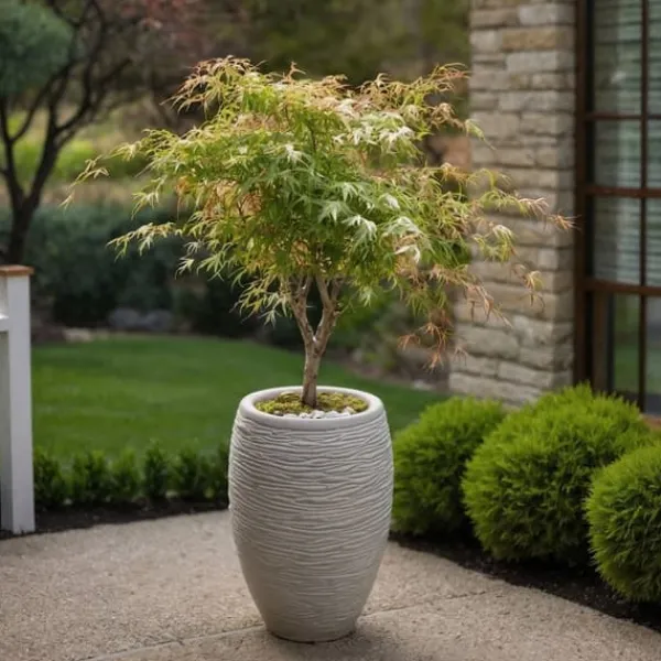 Clearance Japansk lönn - Set om 2 - Acer palmatum 'Ukigumo' - Höjd 50-60cm - ⌀19cm Träd