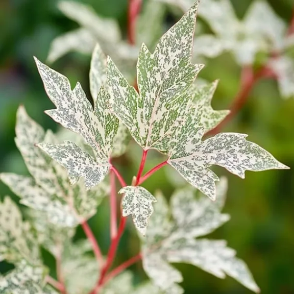 Clearance Japansk lönn - Set om 2 - Acer palmatum 'Ukigumo' - Höjd 50-60cm - ⌀19cm Träd