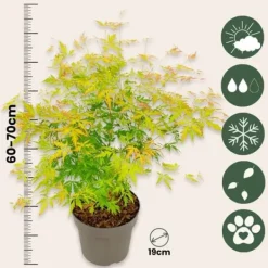 Hot Japansk lönn - Set om 2 - Acer palmatum 'Orange Lace' - Höjd 60-70cm - ⌀19cm Träd