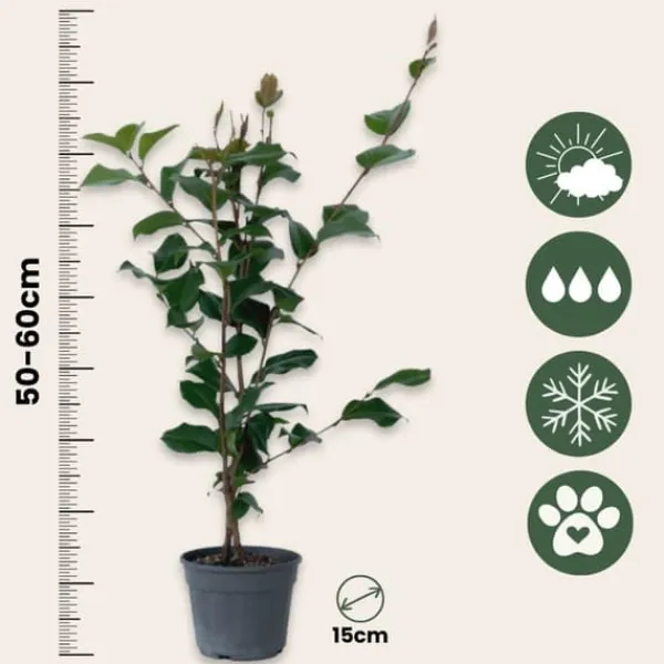 Sale Japansk Ros - Camellia japonica 'Dr. King' - Höjd 50-60cm - ⌀15cm Blommor