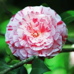 Best Japansk Ros - Camellia japonica 'Bonomiana' - Höjd 50-60cm - ⌀15cm Buskar