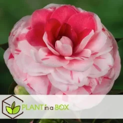 Best Japansk Ros - Camellia japonica 'Bonomiana' - Höjd 50-60cm - ⌀15cm Buskar