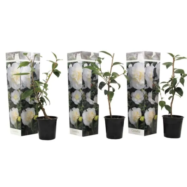 Online Japansk Ros - Set om 3 - Camellia japonica 'Brush Field' - Höjd 25-40cm - ⌀9cm Buskar