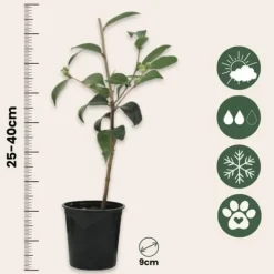 Online Japansk Ros - Set om 3 - Camellia japonica 'Brush Field' - Höjd 25-40cm - ⌀9cm Buskar