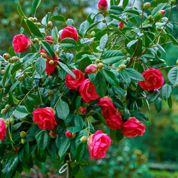 Japansk Ros - Set om 2 - Camellia japonica 'Dr. King' - Höjd 50-60cm - ⌀15cm Trädgårdsväxter