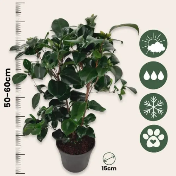 New Japansk Ros - Set om 2 - Camellia japonica 'Lady C.' - Höjd 50-60cm - ⌀15cm Buskar