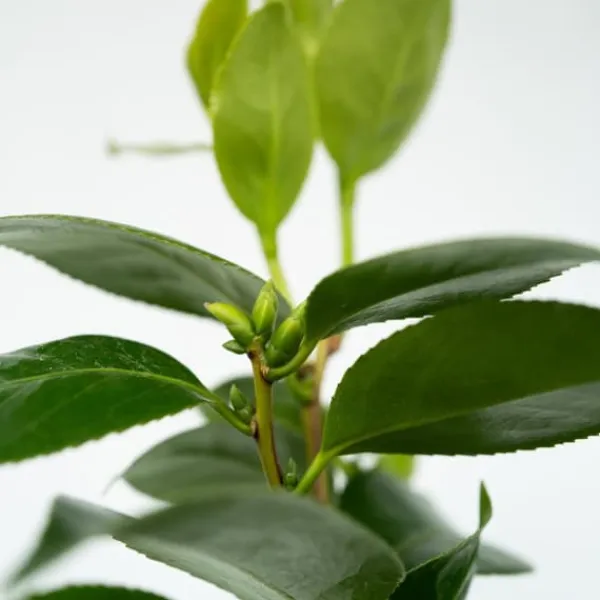 New Japansk Ros - Set om 2 - Camellia japonica 'Lady C.' - Höjd 50-60cm - ⌀15cm Buskar