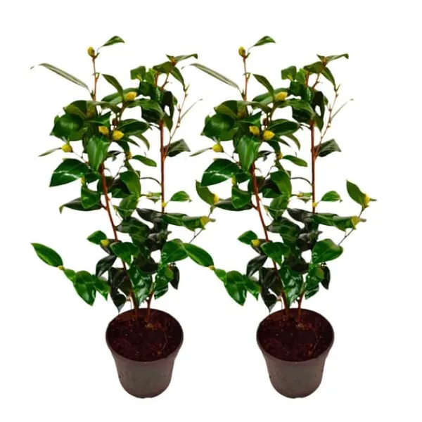 Online Japansk Ros - Set om 2 - Camellia japonica 'Brush Field' - Höjd 50-60cm - ⌀15cm Buskar