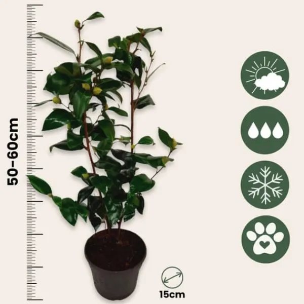 Online Japansk Ros - Set om 2 - Camellia japonica 'Brush Field' - Höjd 50-60cm - ⌀15cm Buskar