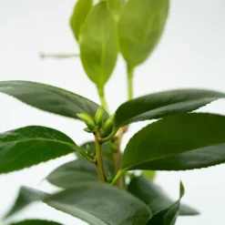Online Japansk Ros - Set om 2 - Camellia japonica 'Brush Field' - Höjd 50-60cm - ⌀15cm Buskar