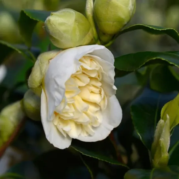 Online Japansk Ros - Set om 2 - Camellia japonica 'Brush Field' - Höjd 50-60cm - ⌀15cm Buskar