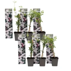 Jasmin - Set om 6 - Jasminum 'Officinale' - Höjd 25-40cm - ⌀9cm