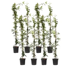 Discount Jasmin - Set om 8 - Trachelospermum jasminoides - Höjd 110-120cm - ⌀17cm Trädgårdsväxter