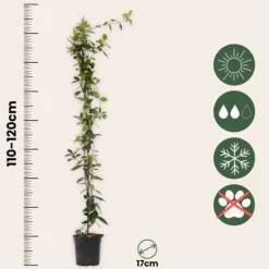 Discount Jasmin - Set om 8 - Trachelospermum jasminoides - Höjd 110-120cm - ⌀17cm Trädgårdsväxter
