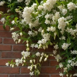 Discount Jasmin - Set om 8 - Trachelospermum jasminoides - Höjd 110-120cm - ⌀17cm Trädgårdsväxter