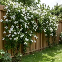 Discount Jasmin - Set om 8 - Trachelospermum jasminoides - Höjd 110-120cm - ⌀17cm Trädgårdsväxter